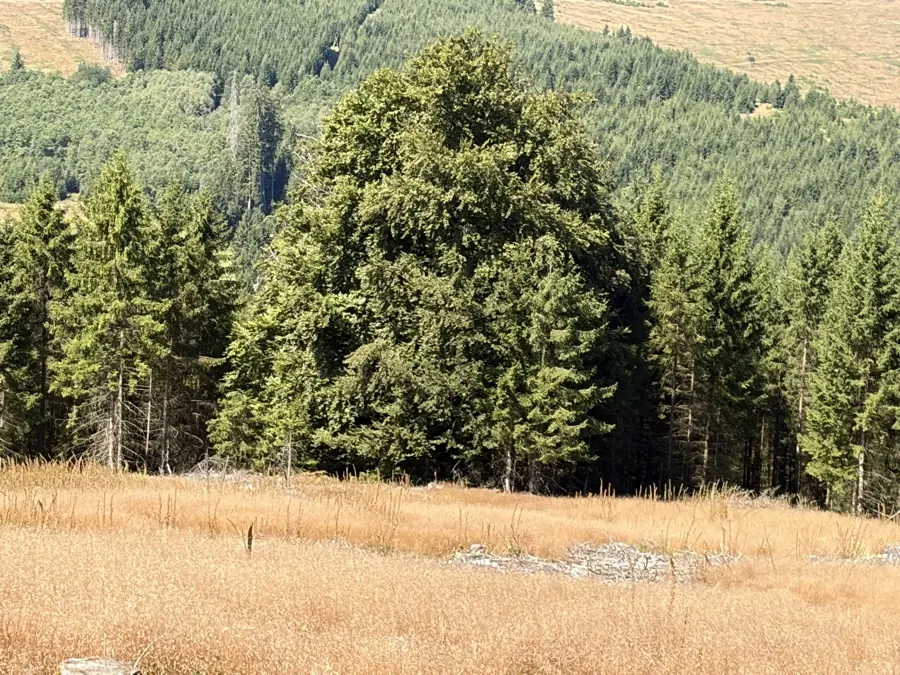 Alte Buche zwischen Fichten