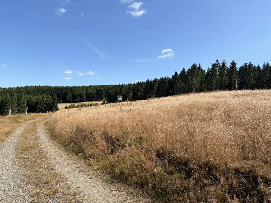 Wiesenhang mit Hochsitz am Bestandsrand