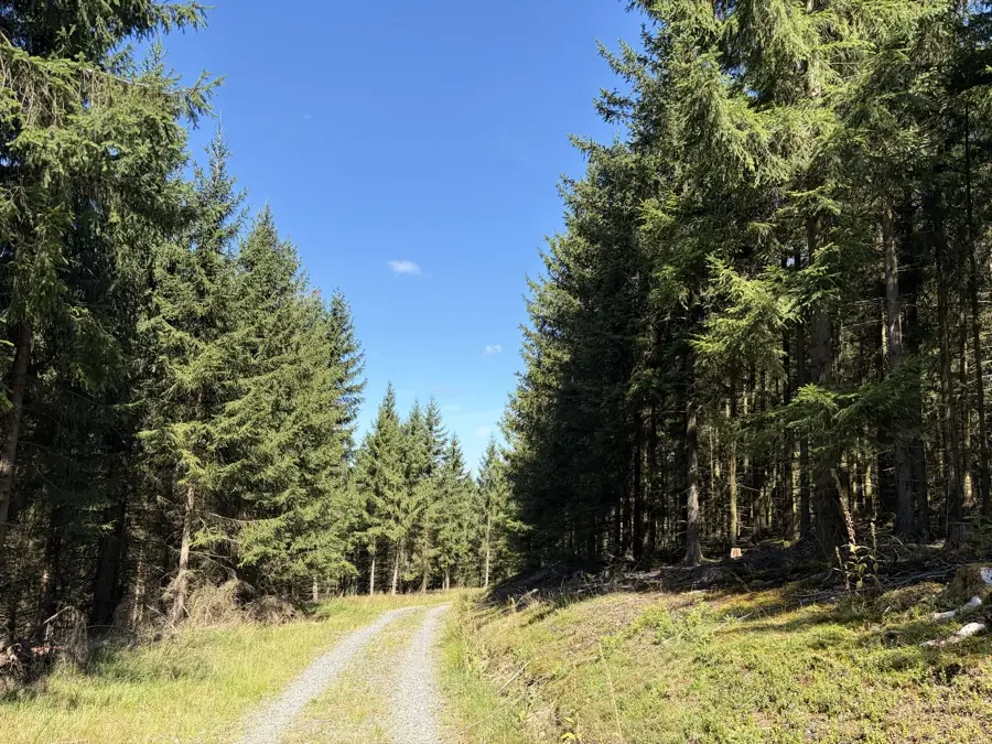 Rückegasse im Fichtenbestand