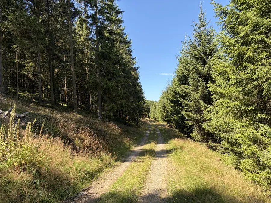 Waldweg im Revier Benfe